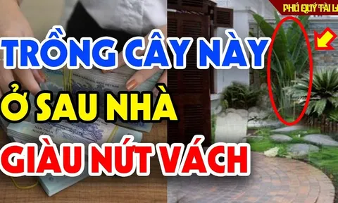 Tổ Tiên dặn 5 cây trước nhà nghèo mấy cũng chớ dại chặt bỏ: Mất Lộc mất Tiền