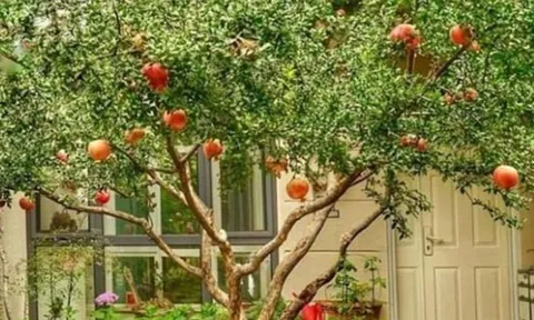 5 loại cây trồng sân vườn hợp phong thủy, mang lại vượng khí cho gia chủ