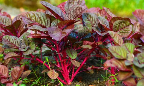 Ai cũng nghĩ rau dền lành tính nhưng ăn nhiều có 3 tác hại, không phải ai cũng biết