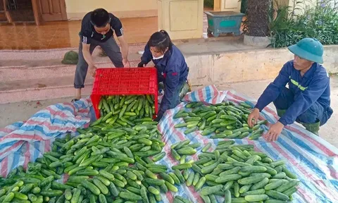 Dưa leo "Tài Lộc" - giống dưa cho năng suất cao và chất lượng vượt trội, thích nghi tốt với vùng đất Mai Hoa