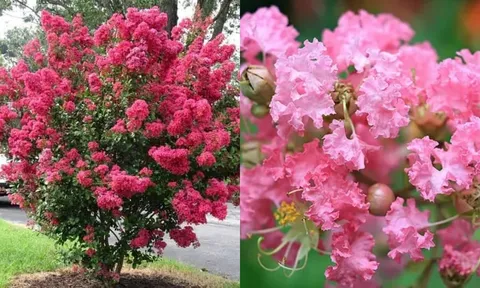 Loại cây tượng trưng thịnh vượng: Trồng một cây trong nhà, tài lộc kéo đến – lại có nhiều công dụng làm thuốc