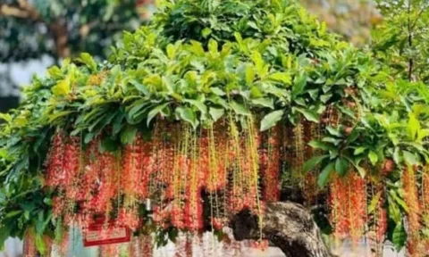 Người thuộc 2 mệnh này trồng cây lộc vừng trong sân, cây càng xanh càng mang lại đại phú đại quý