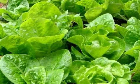 Rau xà lách dễ trồng, ít sâu bệnh, rau đặc biệt ngon khi trồng vào mùa lạnh