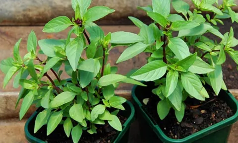 Trời lạnh, ăn rau húng quế giúp bạn thu về 5 lợi ích thiết thực cho sức khỏe