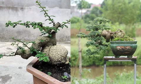 Cây cần thăng bonsai giá trăm triệu: Độc lạ, mang tài lộc và thăng tiến