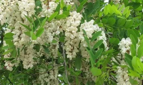 Phong thủy nhà ở: 3 loại cây như “két sắt giữ lộc”, chặt đi là mất hết tài lộc