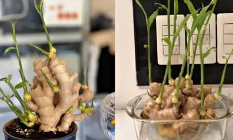 Trồng chậu gừng phong thủy: Bí quyết chăm ra hoa, hút tài lộc về nhà