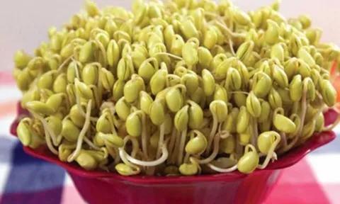 Cách làm giá đậu nành đơn giản giàu dưỡng chất và rất dễ làm tại nhà