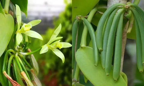 Loại cây tưởng “vô danh” bất ngờ thành đặc sản 15 triệu/kg: Việt Nam đã trồng thành công