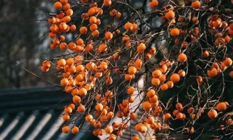 Top 5 loại cây trồng sân vườn hợp phong thủy, giúp gia chủ hút tài lộc vượng khí