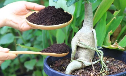 Cách dùng bã cà phê chăm sóc cây cảnh: "Dinh dưỡng vàng" nhưng phải chú ý điều này kẻo hại cây