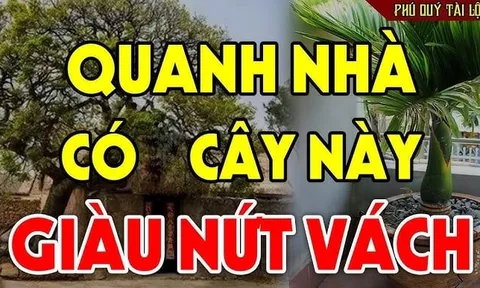 4 cây mọc ở sân nhà hái Lộc thả ga, con cháu hưởng phước