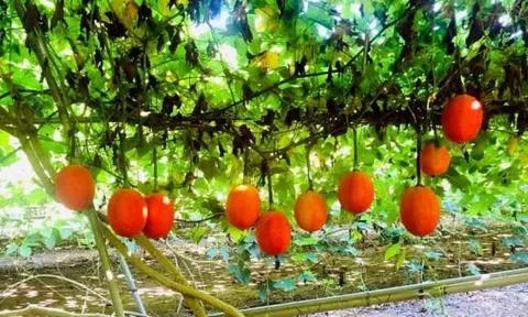Loại quả Việt Nam được ví là “báu vật từ thiên đường”: Chống ung thư và mang lại nhiều lợi ích tuyệt vời