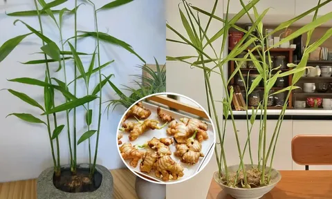 Người thuộc 2 mệnh này nên trồng gừng phong thủy trong nhà, hút tiền tài cực đỉnh