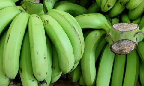 Thường xuyên ăn chuối xanh mỗi ngày, cơ thể sẽ có thay đổi như thế nào?