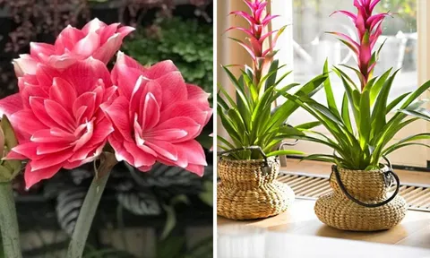 4 cây cảnh mang “vận đỏ” vào nhà: Trồng ngay bây giờ là Tết 2026 rực rỡ, tài lộc đầy nhà