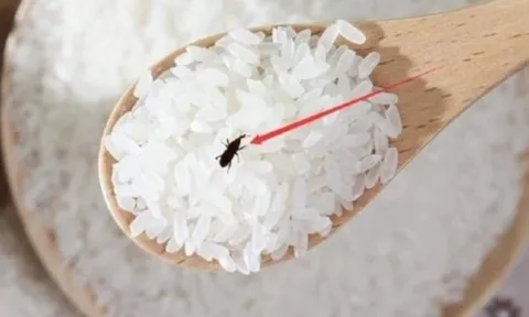 Cho thứ này vào thùng gạo, để cả năm mối mọt không dám “bén mảng”: Mẹo dân gian đơn giản, hiệu quả bất ngờ
