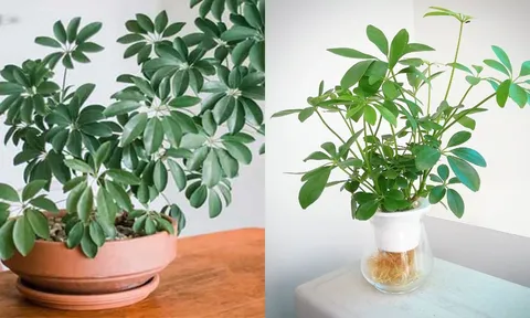 Loại cây hút tài lộc cực mạnh: Trồng một chậu trong nhà, muỗi tránh xa, sức khỏe cải thiện