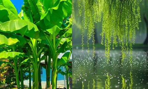  Người xưa nói 3 cây này trồng trước nhà thì hao tài, chuyển ra đúng vị trí này thì lại giúp giữ của cải