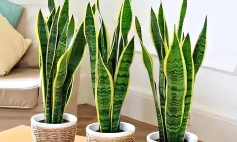 10 cây cảnh lọc không khí được NASA chứng nhận: Tốt cho sức khỏe, mang không gian trong lành vào nhà