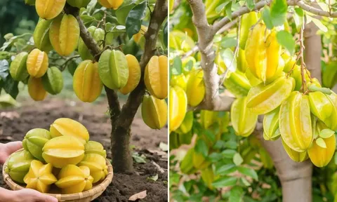 Cách trồng cây khế phong thủy giúp gia chủ đón lộc, Tiền - Tài quanh năm no đủ