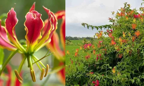 Loài hoa rất đẹp nở đầy ở Việt Nam nhưng cực kỳ nguy hiểm, sờ vào có thể suy đa tạng, cảnh giác