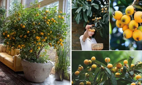 Người xưa nói: “Nhà trồng 3 cây cảnh quả vàng, tài lộc hanh thông, mùa màng đủ đầy, gia đạo hưng vượng”