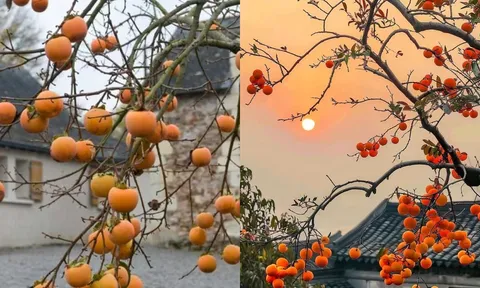 Người xưa nói: Trong sân trồng 3 cây vừa cho quả ngon, cảnh đẹp như vàng như bạc vừa rước phúc lộc vào