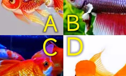 Trắc nghiệm tâm lý: Chọn 1 con cá và xem tài lộc tương lai của bạn thế nào