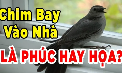 4 con vật vào nhà càng ở lâu càng giàu to: Đó là con gì