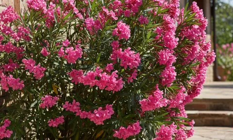 4 loại cây tưởng đẹp nhưng rước xui vào nhà: Cẩn thận tiền bạc ‘bốc hơi’ không hay