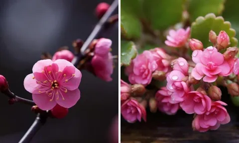 3 tháng sinh âm lịch dũng cảm, táo bạo: Càng khó khăn càng toả sáng