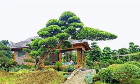5 loại cây trồng trước cửa nhà để hút tiền bạc vào nhà không ngừng nghỉ