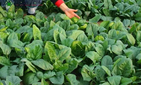 Loại rau nhiều vitamin C, đẹp da, giảm cân nhanh chóng