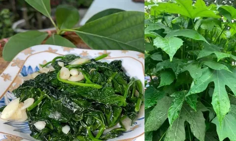 Loại rau ngọt ngang mì chính, bổ ngang nhân sâm, giá 40 nghìn/ bó