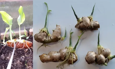 Đặt gừng ở vị trí này thanh trừ khí độc, hút Lộc vào nhà