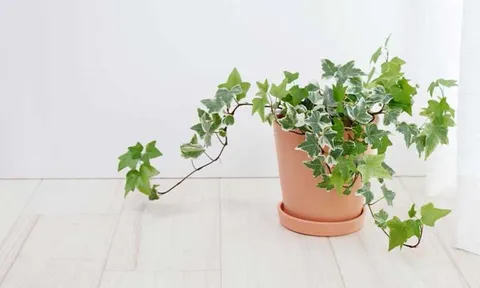 Muốn bình an, may mắn và sức khỏe tốt hãy trồng ngay loại cây này