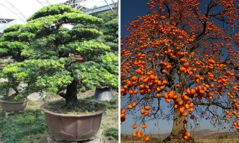 Người xưa truyền lại: Ông bà trồng 4 cây cảnh này trước nhà con cháu hưởng phúc khí 3 đời