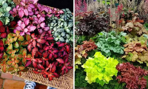 Trồng cây cảnh hút lộc trong nhà đừng chỉ chọn trầu bà: 4 cây lá màu rực rỡ này còn tốt hơn nhiều