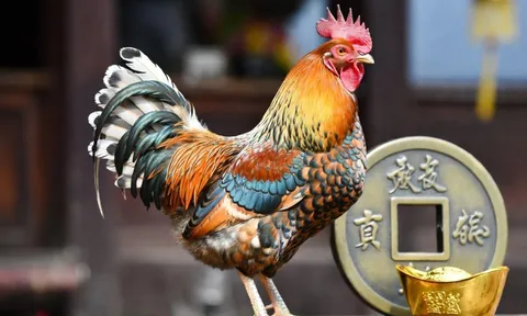 Tuần mới 1–7/12: 2 con giáp bứt phá tài lộc, 2 con giáp đối mặt vận hạn dễ “lao đao”