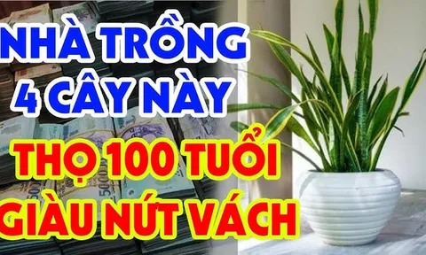 3 loài cây mọc ở đâu Tiền vào nhà đấy, phú quý hưởng đều