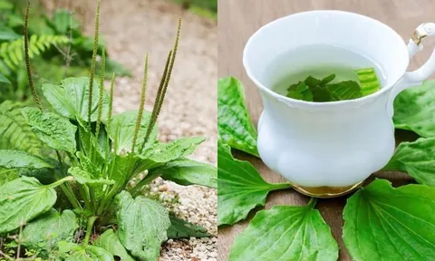 Lấy 5 loại lá dân dã này đun nước uống, vừa mát gan, vừa làm sạch phổi