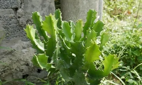 Muốn nhà cửa êm ấm, tránh trồng 4 loại cây này kẻo tiền bạc 'đội nón ra đi'