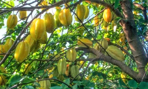 7 loại cây ăn quả phong thủy nên trồng trong vườn nhà để thu hút tài lộc, may mắn
