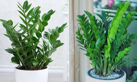 Cây Kim Tiền kỵ với người thuộc 2 mệnh này, cố trồng trong nhà dễ mất lộc