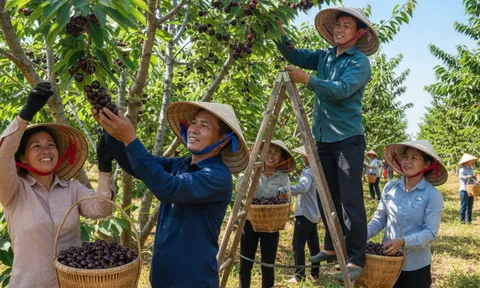 Loại quả từng đắt nhất thế giới được Việt Nam trồng thành công, bán 300.000 đồng/kg vẫn cháy hàng