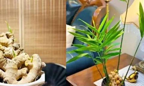 Chậu gừng phong thủy - bí quyết hút vượng khí, thịnh vượng cho gia đình
