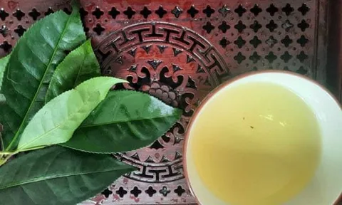 Cách hãm nước chè tươi uống mát gan, bổ thận