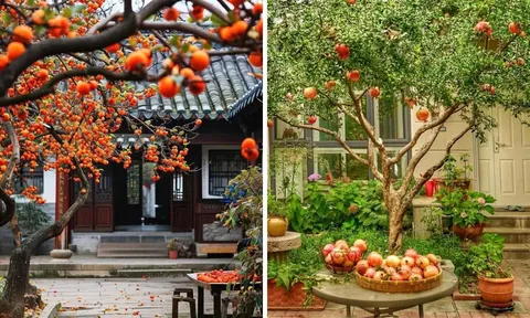 Người xưa nói: "Phía Đông trồng lựu hốt vàng, phía Tây trồng hồng hốt bạc" quả không sai