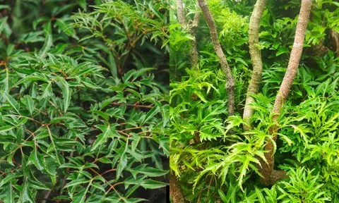 Vị trí tốt nhất để trồng cây đinh lăng, chặn tà khí, hút tiền tài